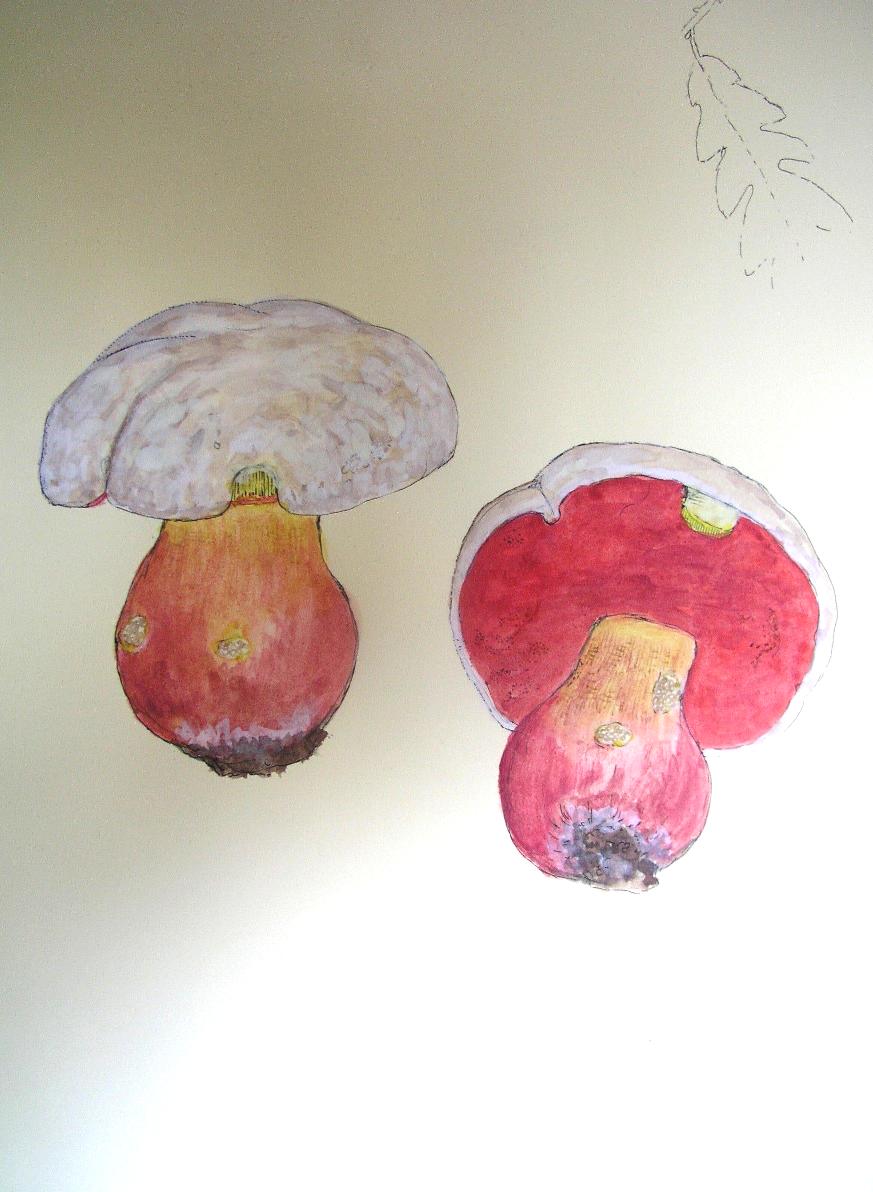 Boletus satanas Lenz